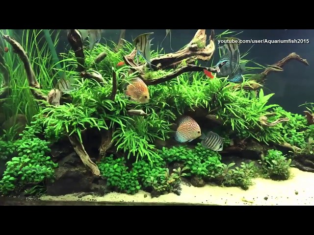 Discus fish tank