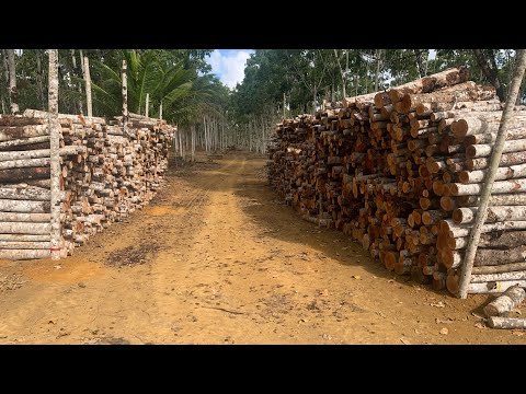 Mogno Africano! Como utilizar as madeiras do desbaste