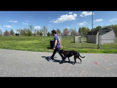 Sams school for dogs video.