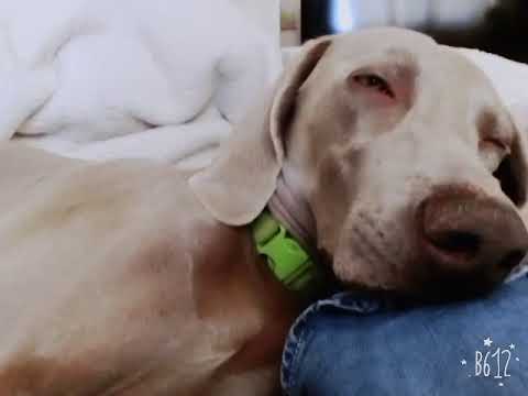 Mi weimaraner surf 💜