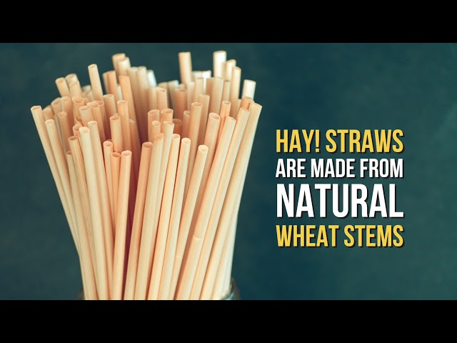 Hay! Straws 5 Natural Wheat Compostable Stir Stick - 3000/Case