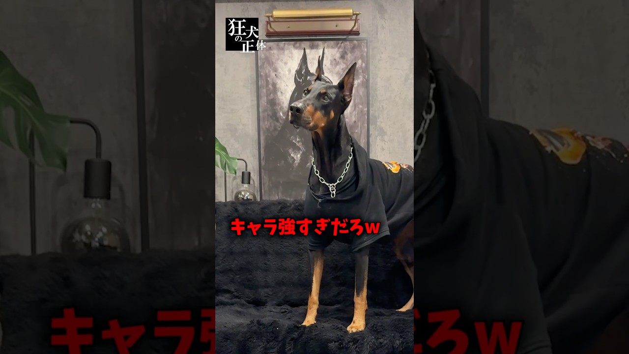 うちのベル、3つの人格持ってたらしい陽キャ・女王様・謎に頭いいやつどれが一番リアルだと思う？w#polybuzz #ポリバズ