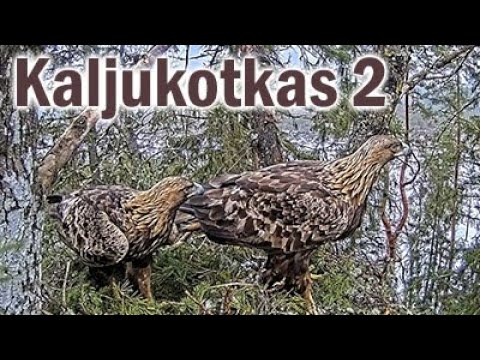 Golden Eagle — Aquila chrysaetos — call and flight