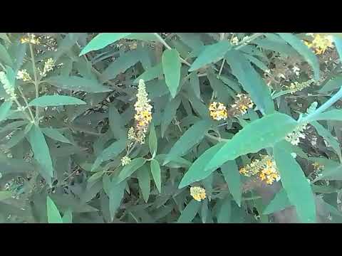 Riots of colours in flowers | By Blooms & Beyond Sangeeta Das