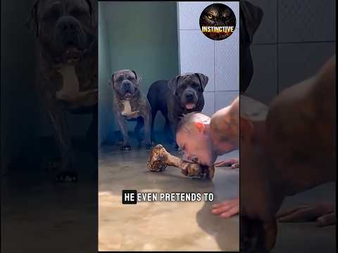 Real alpha… or something else❓️ #shorts