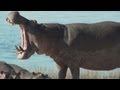 Hippo Roar And Fart