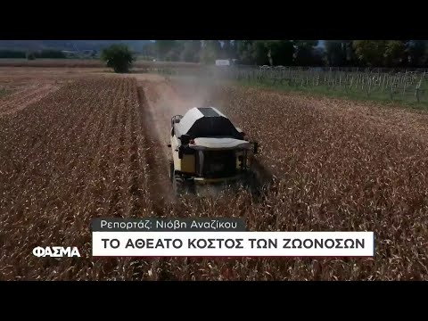 Το Αθέατο Κόστος των Ζωονόσων | Φάσμα