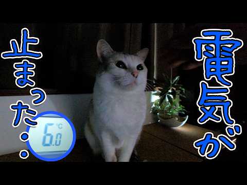youtube-動物記事1970/01/01 09:00:00