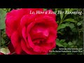The Christmas Hymn Project: Lo, How a Rose E'er Blooming - Somerset Hills Harmony