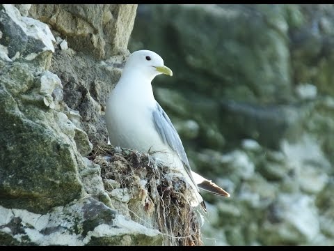 August 16 - Fugle i felten