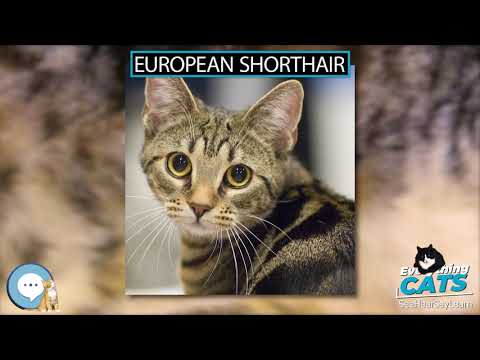 European Shorthair 🐱🦁🐯 EVERYTHING CATS 🐯🦁🐱