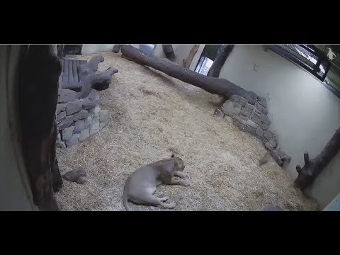Adorable lion cub startles mom (ASL - 10.12.19)