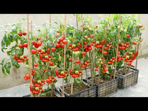 The easiest and most fruitful way to grow tomatoes at home for beginners