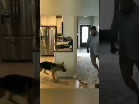 Cutest Pet Dog Moments #shorts