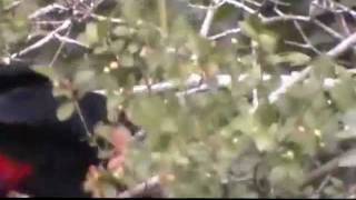preview picture of video 'Pássaros e tucanos no Jardim Botânico do Rio de Janeiro.'