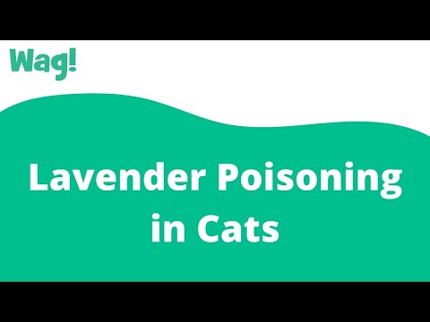 Lavender Poisoning in Cats | Wag!