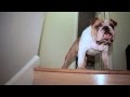 Big Bad Bull Dog Scared To Come Down Staircase ...