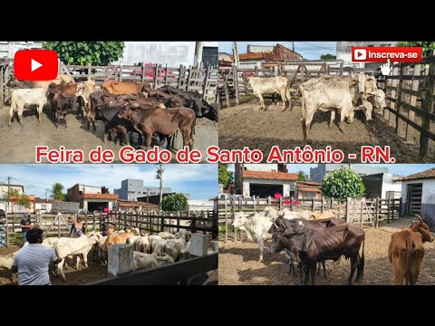 FEIRA DO GADO DE SANTO ANTÔNIO - RN. ✅25/04/2026✅