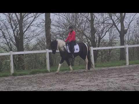 Stal Okkema's Ankje - Barock Pinto - Mare