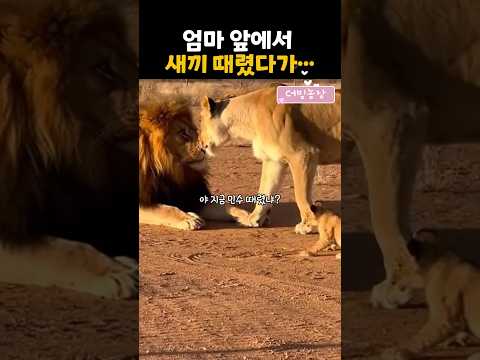 엄마 앞에서 새끼 때렸다가...#더빙농장 #동물더빙 #dubbingfarm