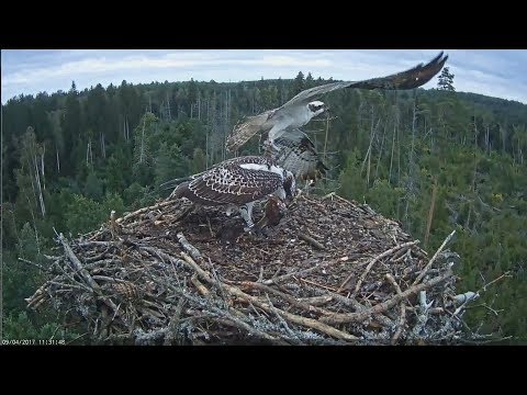 kalakotkas2 2017/09/04 11h31m~Nice size Fish for Daisi~Estonia Osprey