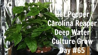 Homemade Hydroponics System | Deep Water Culture | Carolina Reaper Grow #4 | Hot Peppers | LED Grow