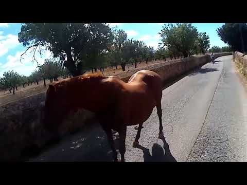 Passejada amb bicicleta de bicipalma per Son Bunyolí (Establiments)