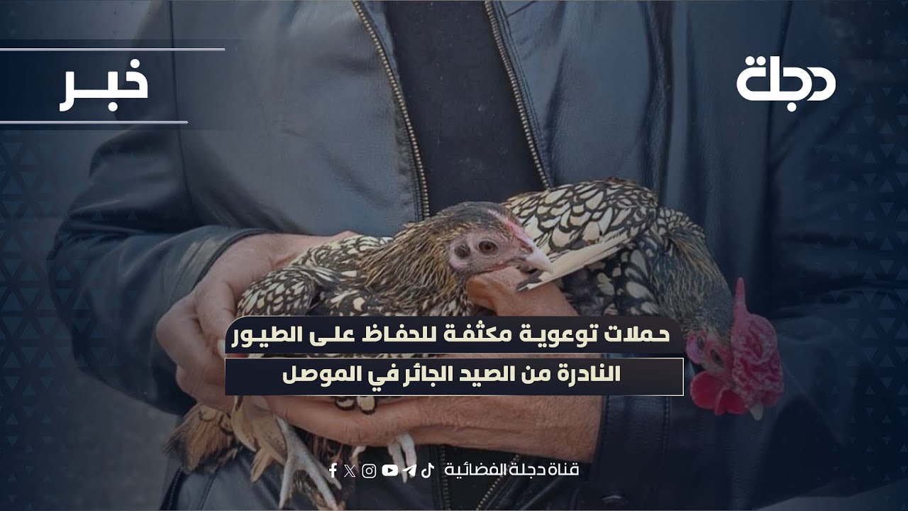 فيديو | حملات توعوية مكثفة للحفاظ على الطيور النادرة من الصيد الجائر في الموصل