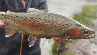 Taupo fly fishing (NZ)