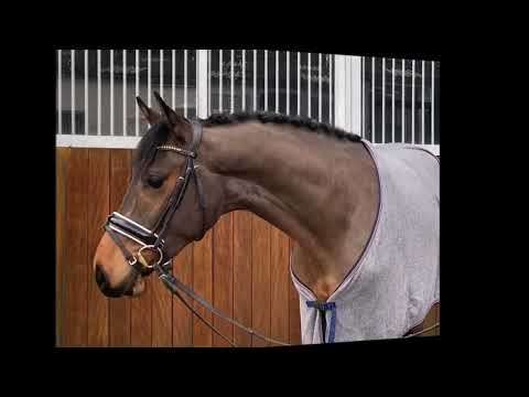 CATOKI'S LITTLE ONE 3j. v. Catoki - Balou du Rouet VB 12.000,- Euro