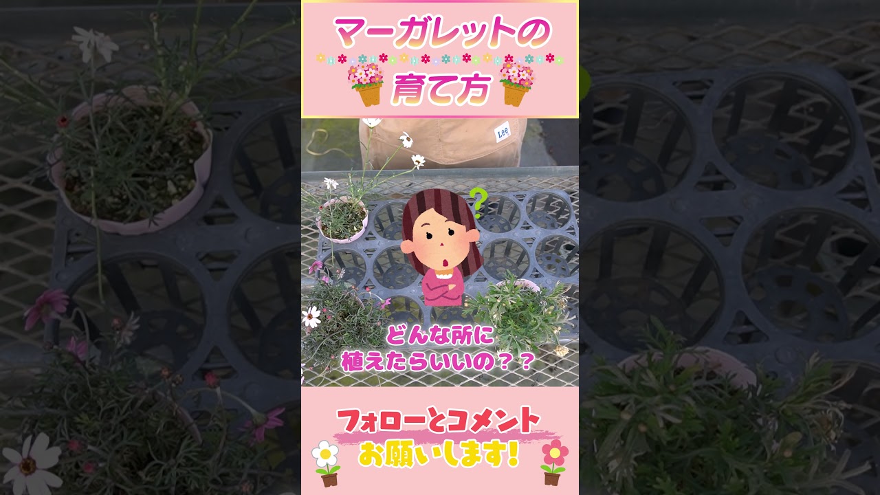 マーガレットの育て方  #園芸 #ガーデニング #初心者
