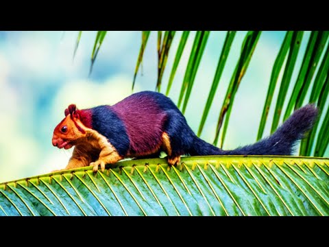image-What is a large squirrel called?