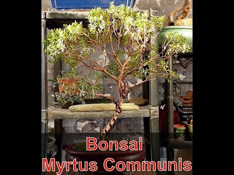 Bonsai Myrtus Communis