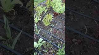 Ито-гибриды (ито-пионы)