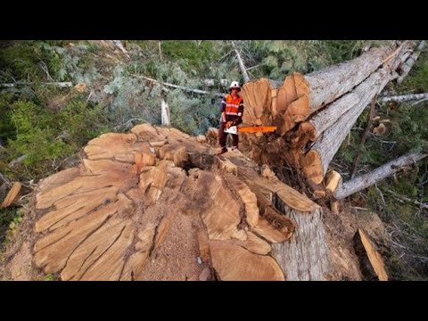 Amazing Skill  Cutting Big Tree With Chainsaw