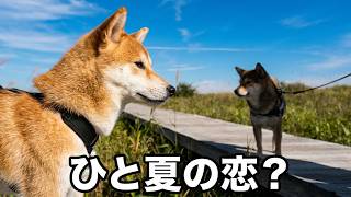 恋するみた？#柴犬#犬との暮らし#日常#面白い#かわいい#癒し#shibainu