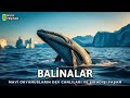 Balinalar Mavi Okyanusların En Büyük Canlıları Belgesel