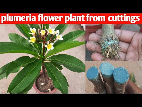 how to grow plumeria flower plant from cuttings