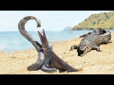 مواجهة الصراع الاقوى على كوكب الارض بين اعنف الكائنات ..