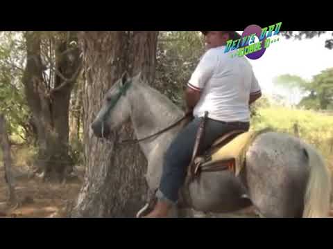 EL CENTAURO DE LA SABANA-Jesus D. Quintero. EL TIGRITO