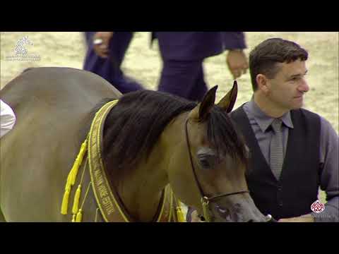 N 97 AJ TARIM   Sharjah Arabian Horse Festival 2020   Senior Mares Championship Class 16