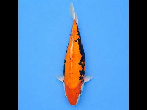 Video pregled koi ribe