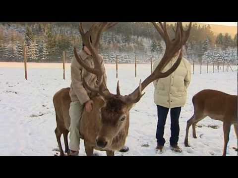 Gut Aiderbichl Film-Classic: Ankunft Hirsch Burli - Buck Burli's rescue
