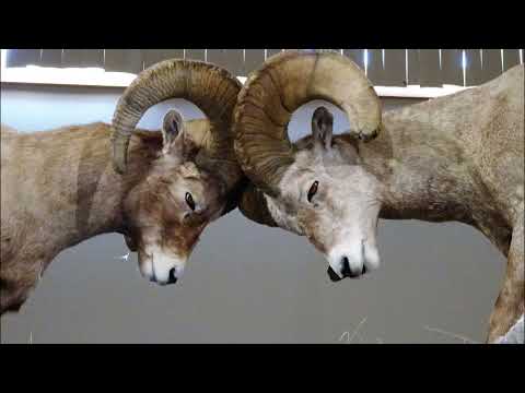 Bighorn Sheep and Devils Tower