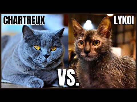 Chartreux Cat VS. Lykoi Cat - YouTube