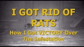 I GOT RID OF RATS - How I Got VICTORY Over The Infestation