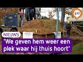 Monumentale vlasoven succesvol verplaatst