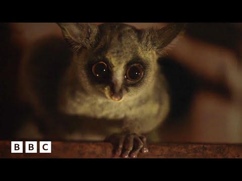 Bushbabies battle over a banana 🍌 | Big Little Journeys - BBC