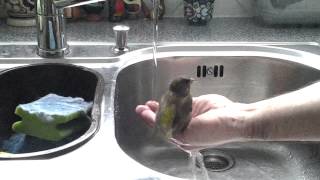 SÜSSER VOGEL BADET IN EINER HAND