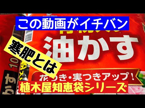 ススキの管理方法は？エレファントグラスの植え方、剪定、肥料のやり方に関するヒント  庭園